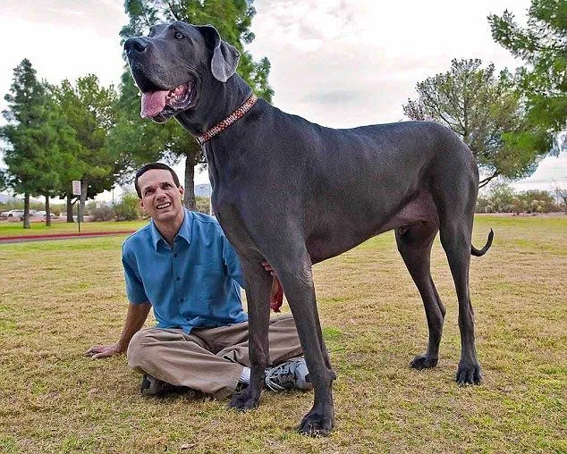 Fotos de los perros mas grandes del mundo - Imagui Fotos de los perros mas grandes del mundo - Imagui