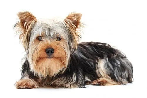 Fotos de perros pequeños