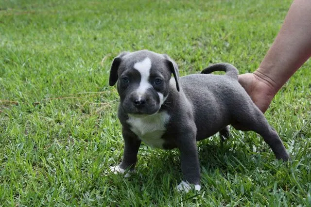 Fotos De Perros Pitbull.. | 10 Pixeles | Banco De Imagenes Gratis ...