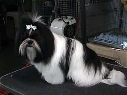 Raza de perro chizu - Imagui
