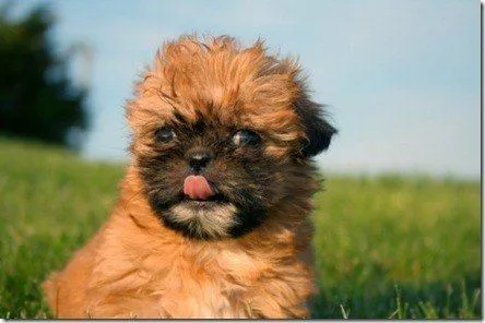 Fotos de perros de raza Shih Tzu