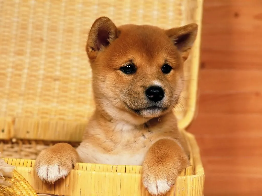 8 Fotos de perros tiernos: Imagenes Tiernas | Fotos Tiernas | Amor 8 Fotos de perros tiernos: Imagenes Tiernas | Fotos Tiernas | Amor