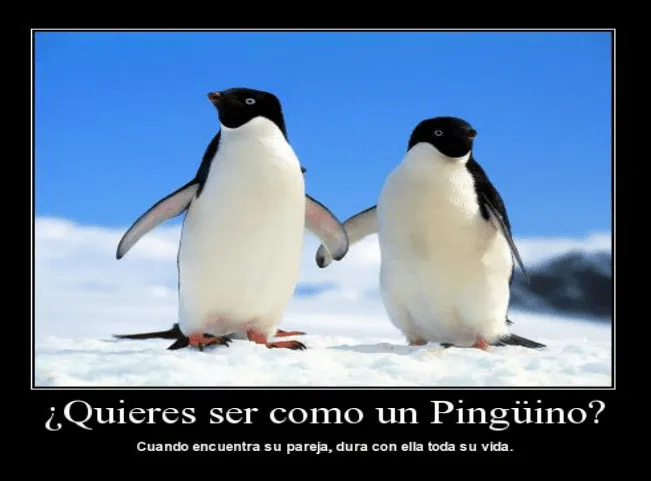 Animales Tiernos Inspiran: Pareja de pinguinos muy bonita para ...