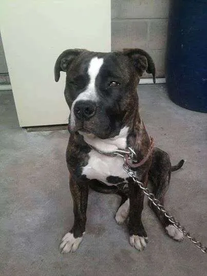 Fotos de Pitbul atigrado en adopción en Benito Juárez, Mexico Fotos de Pitbul atigrado en adopción en Benito Juárez, Mexico