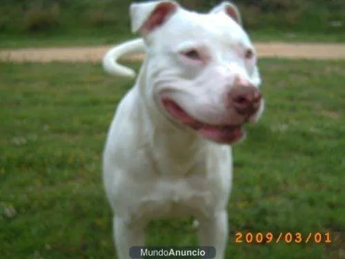 De pitbull americano - Imagui
