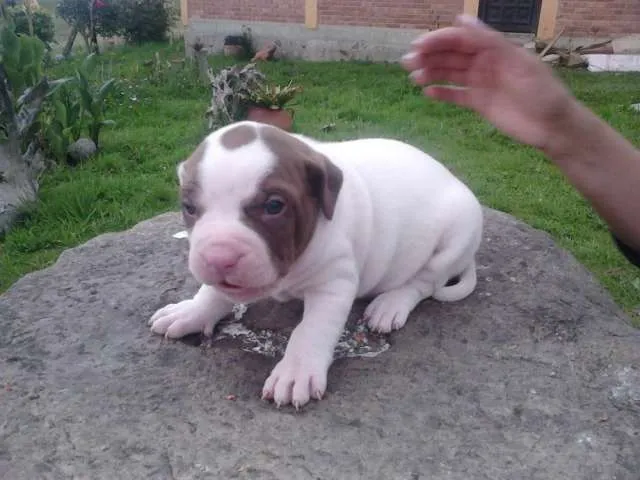 Fotos de En venta los hijos de canela pitbull stanfor en ...