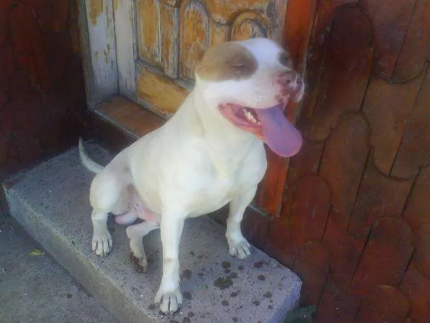 Perros pitbull stanford cafes con blanco - Imagui