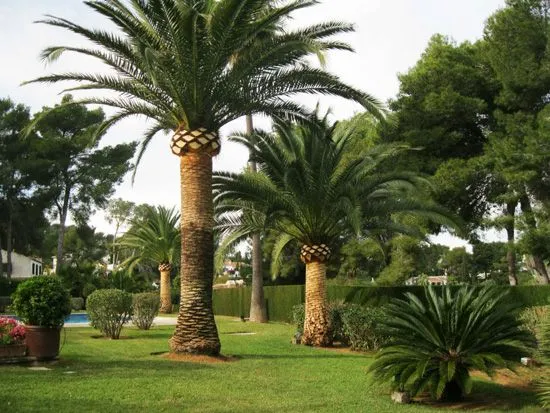 Fotos de poda de Árboles y Palmeras