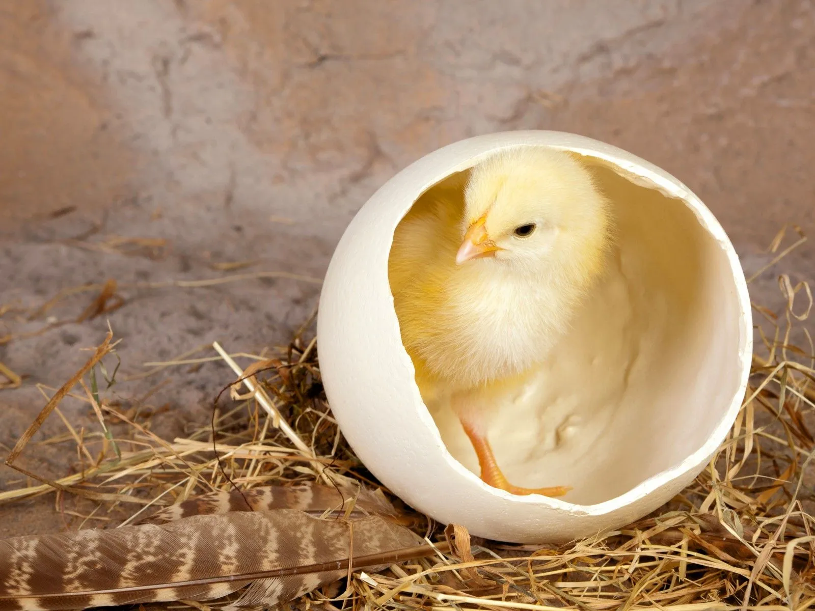 Fotos de pollito saliendo de su cascarón ~ Mejores Fotos del Mundo ...