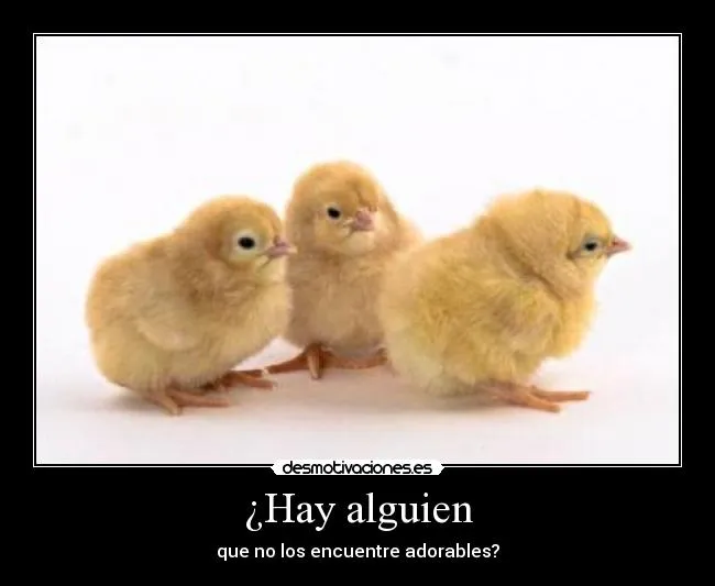 Carteles de Pollitos Pag. 4 | Desmotivaciones Carteles de Pollitos Pag. 4 | Desmotivaciones