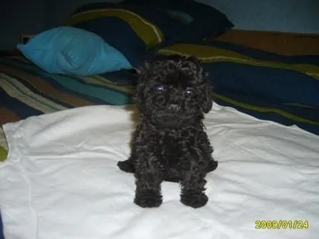 French poodle tacita negro - Imagui