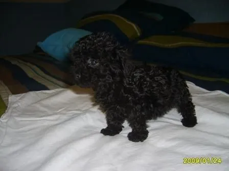 Precioso french poodle negro - Alajuela, Costa Rica - Animales ...