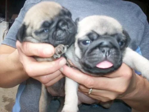 Fotos de pug carlinos - Bogotá - Animales / Mascotas Fotos de pug carlinos - Bogotá - Animales / Mascotas