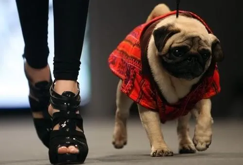 Fotos de pug graciosas - Imagui