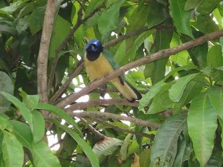 TUS FOTOS: QUERREQUERRE (Cyanocorax yncas) en Caracas, Venezuela ... TUS FOTOS: QUERREQUERRE (Cyanocorax yncas) en Caracas, Venezuela ...