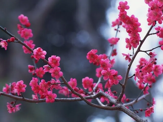 fotos de rama de flores rosadas para facebook Mejores fotos del ...