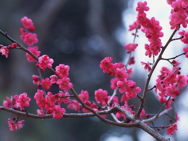 fotos de rama de flores rosadas para facebook Mejores fotos del ... fotos de rama de flores rosadas para facebook Mejores fotos del ...