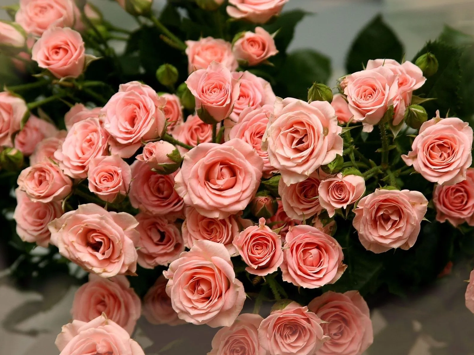 fotos de ramo de rosas para facebook ~ Mejores Fotos del Mundo ... fotos de ramo de rosas para facebook ~ Mejores Fotos del Mundo ...