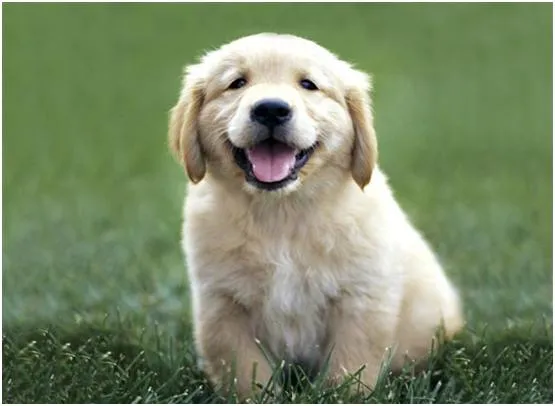 Fotos De Razas de Perros | Fotos de Las Razas de Perros más Conocidas Fotos De Razas de Perros | Fotos de Las Razas de Perros más Conocidas