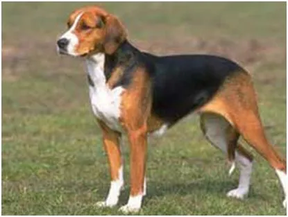 Fotos De Razas de Perros | Fotos de Las Razas de Perros más Conocidas Fotos De Razas de Perros | Fotos de Las Razas de Perros más Conocidas