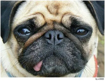 Fotos De Razas de Perros | Fotos de Las Razas de Perros más Conocidas Fotos De Razas de Perros | Fotos de Las Razas de Perros más Conocidas