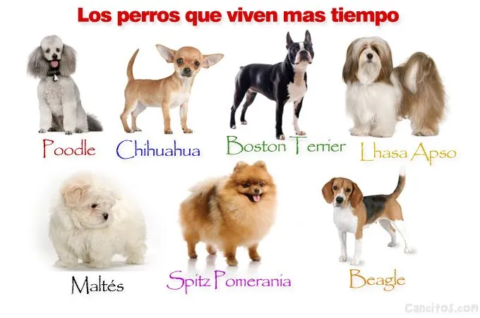 Conoce las razas de perros que viven más tiempo | Cancitos Conoce las razas de perros que viven más tiempo | Cancitos