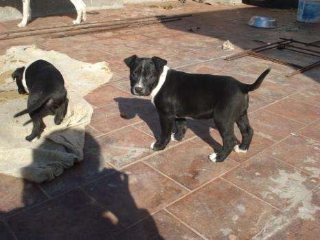 El cachorro cruzado con pitbull - Imagui