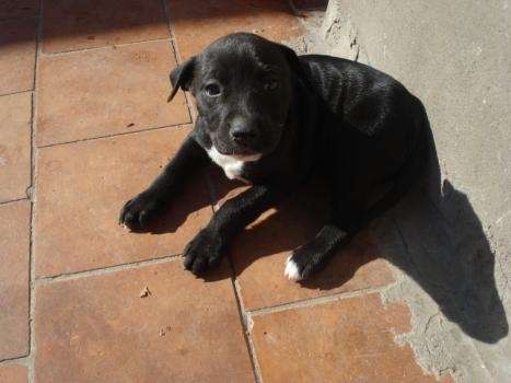 El cachorro cruzado con pitbull - Imagui