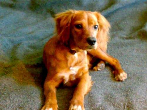 Fotos de Regalo perrita cocker spaniel con las vacunas al en ... Fotos de Regalo perrita cocker spaniel con las vacunas al en ...