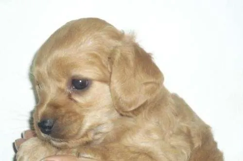 Regalo perrita mezcla cocker con poodle - Región Metropolitana ...