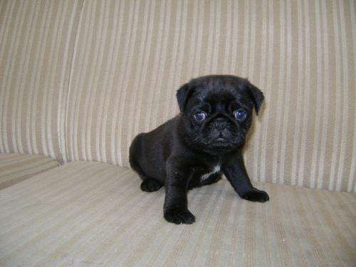 Perros pug bebés negros - Imagui