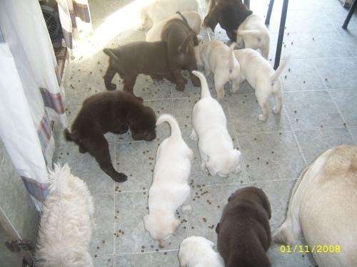 Fotos de Reserva tu cachorro!!!labradores recien nacidos!!!unos ... Fotos de Reserva tu cachorro!!!labradores recien nacidos!!!unos ...