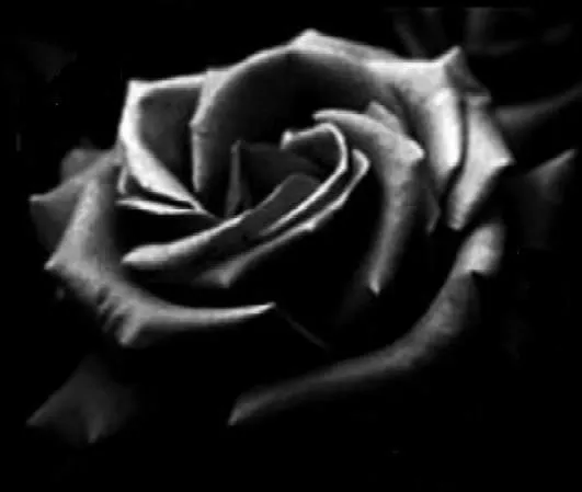 Imagenes de rosa negra - Imagui