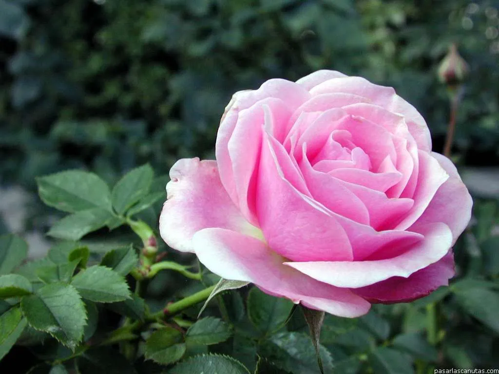 Fotos de Rosas 3