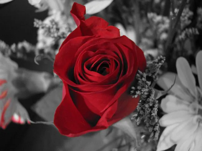 Rosas 3D con movimiento - Imagui