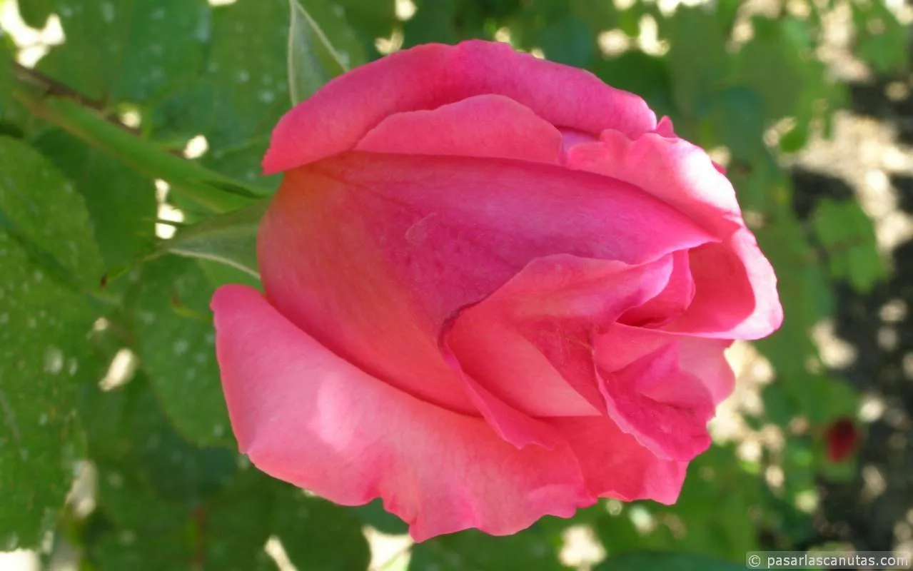 Fotos de rosas para fondos de pantalla de portátiles 1280x800