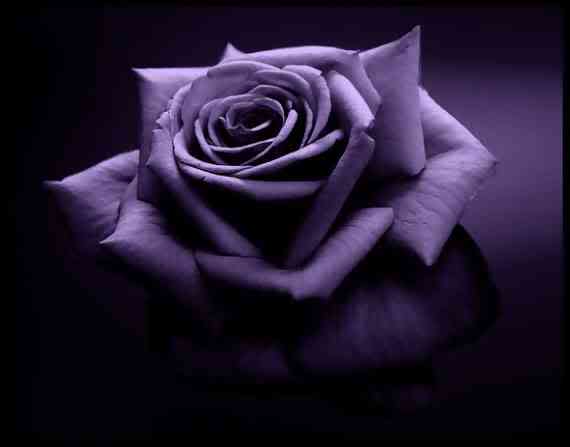 Rosas moradas goticas gif - Imagui