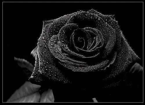 Rosa negra portada - Imagui