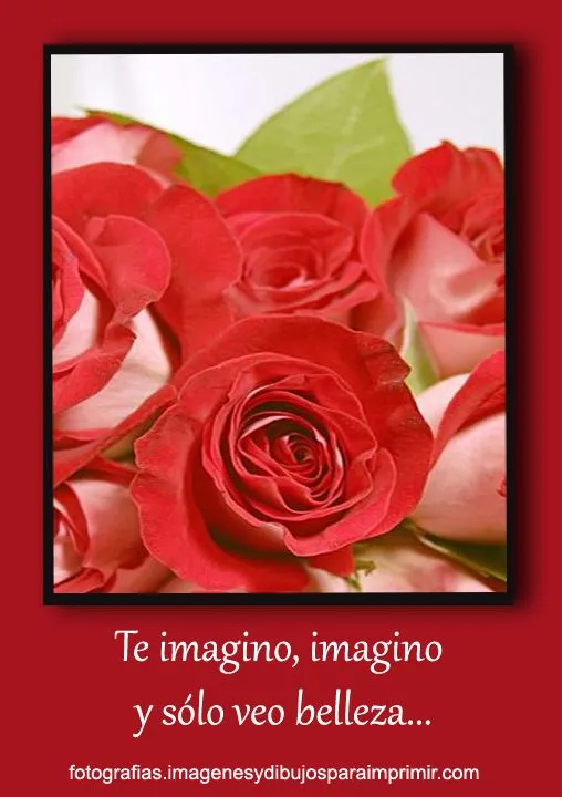 Fotos de rosas rojas para facebook - Fotografias y fotos para imprimir Fotos de rosas rojas para facebook - Fotografias y fotos para imprimir