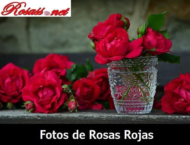 ⊛ FOTOS DE ROSAS ROJAS 【 Imágenes de Rosas Rojas Bonitas 】 ⊛ FOTOS DE ROSAS ROJAS 【 Imágenes de Rosas Rojas Bonitas 】