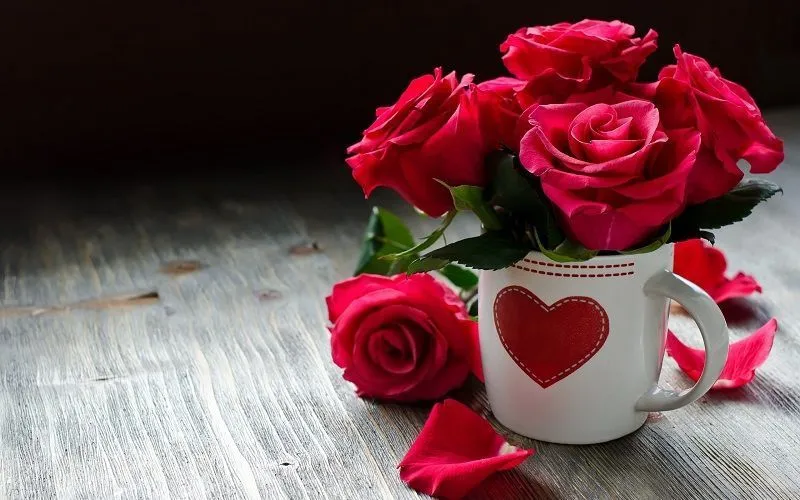 ⊛ FOTOS DE ROSAS ROJAS 【 Imágenes de Rosas Rojas Bonitas 】 ⊛ FOTOS DE ROSAS ROJAS 【 Imágenes de Rosas Rojas Bonitas 】