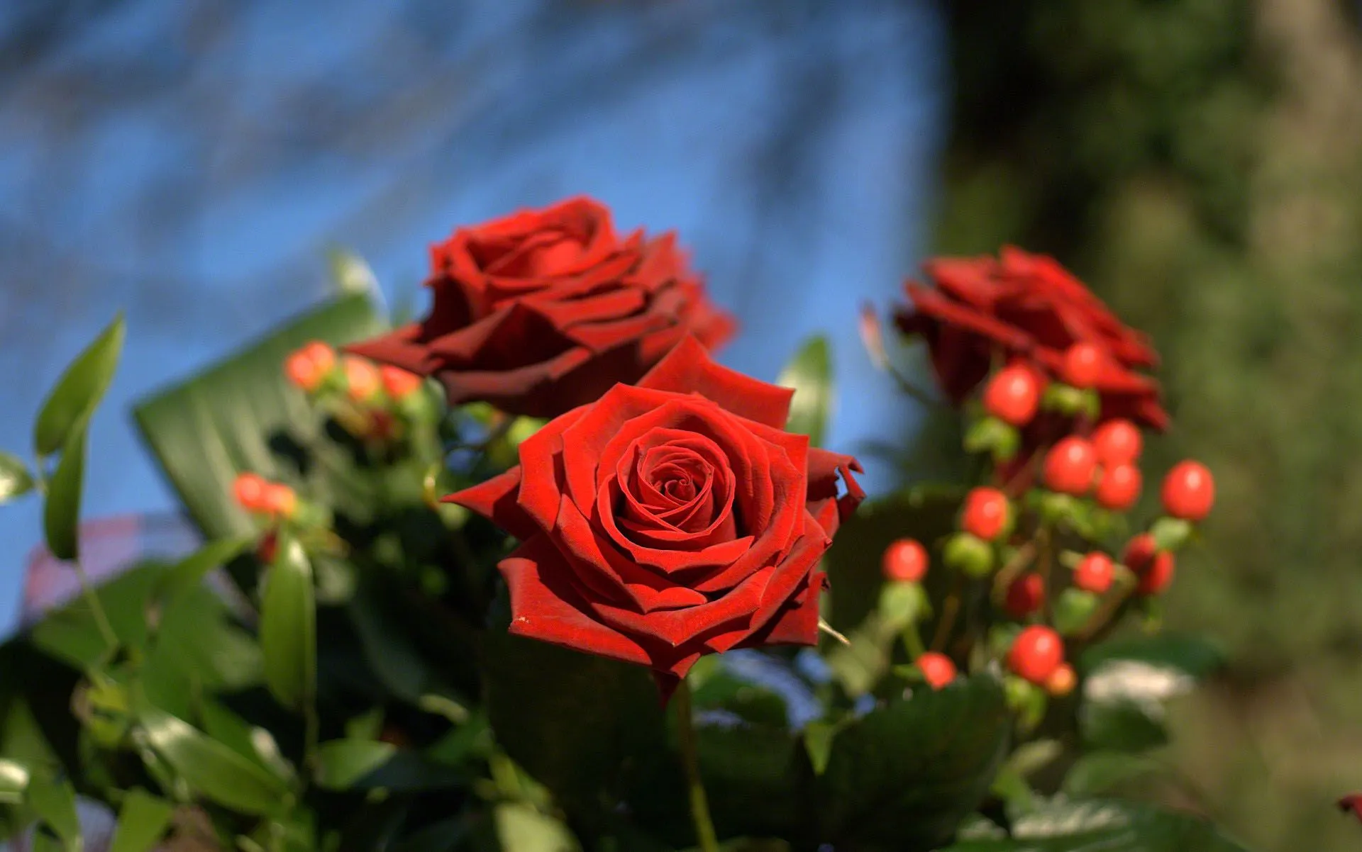 Fotos de rosas Las rosas de flores, rosas fotos, fondos de rosas para ... Fotos de rosas Las rosas de flores, rosas fotos, fondos de rosas para ...