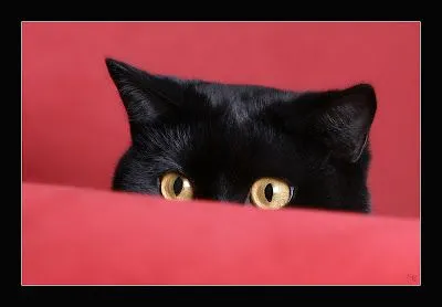 Fotos Sabine Rath - Gatos Negros