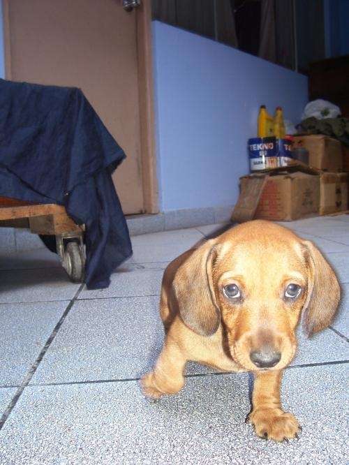 Fotos de Salchichas cachoritos - Lima - Animales / Mascotas