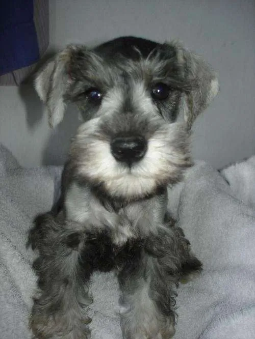 Fotos de Schnauzer Mini Sal y Pimienta - Buenos Aires - Animales ... Fotos de Schnauzer Mini Sal y Pimienta - Buenos Aires - Animales ...