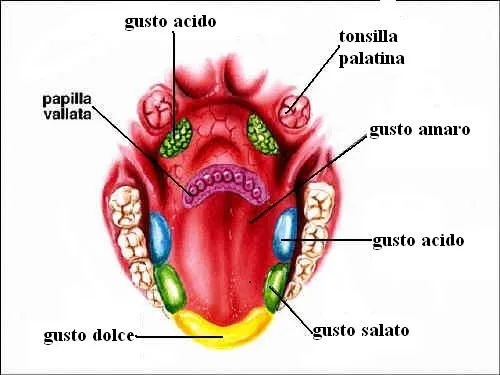 Fotos del sentido del gusto - Imagui