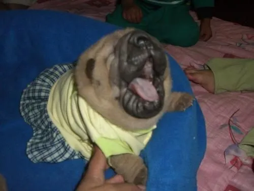 Fotos de sharpey super arrugados - Loja - Animales / Mascotas