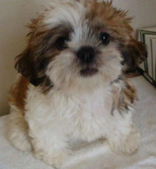 Fotos de Shih tzu cachorros con pedigre internacional en ...