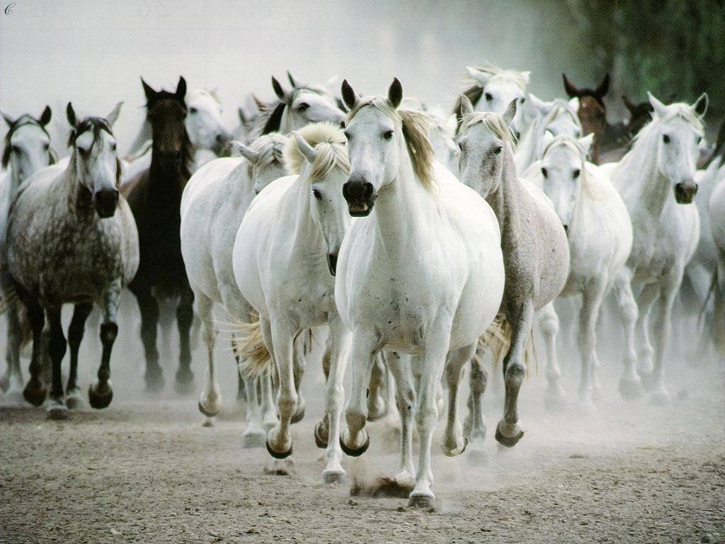 ... Tags: fotos caballos , fotos flores , las mejores fotos de caballos ... Tags: fotos caballos , fotos flores , las mejores fotos de caballos