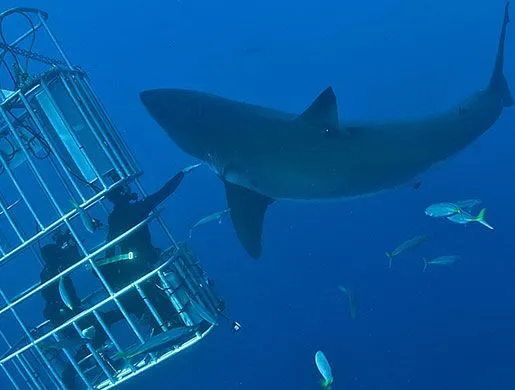 Fotos tiburones gigantes » TIBURONPEDIA